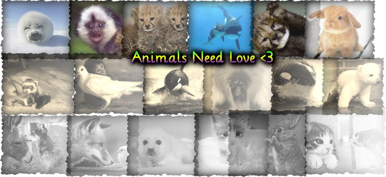 Animals Love You! - Animals Are People To